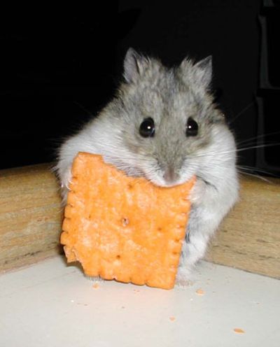 cheeeeeese